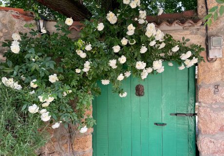 White climbing rose over door