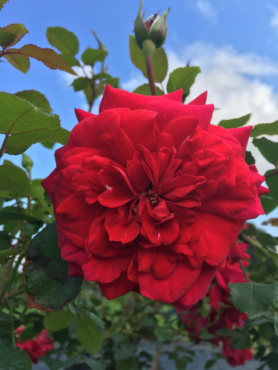 The Prince's Trust Rose