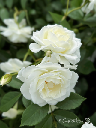 Iceberg Rose Two Blooms Main Image_2