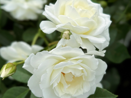 Iceberg Rose Iceberg Rose Image