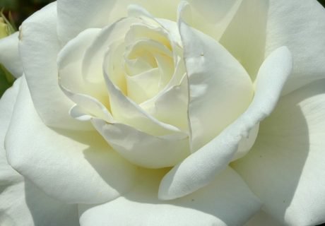 Memory Rose Memory Rose Image