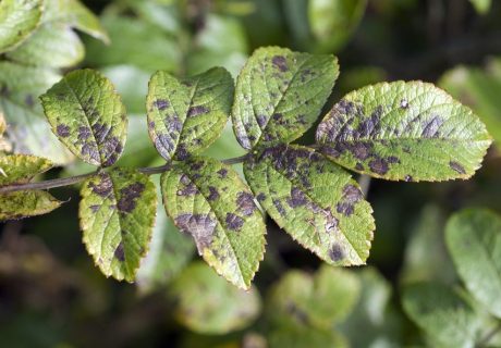 Rose leaves displaying blackspot