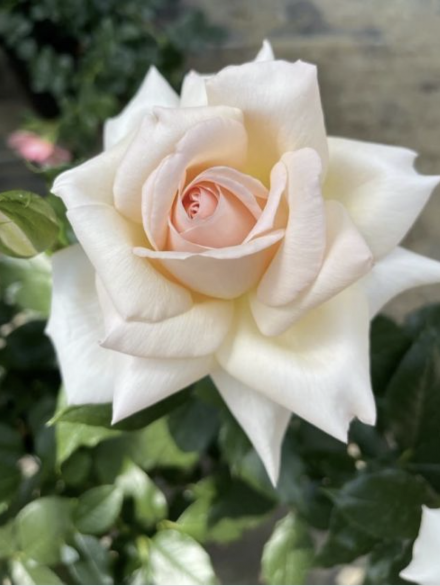 Chandos Beauty Rose