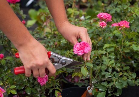 Rose pruning