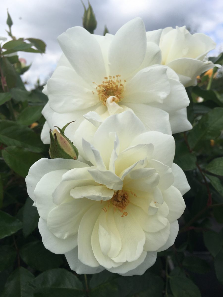 Iceberg Rose
