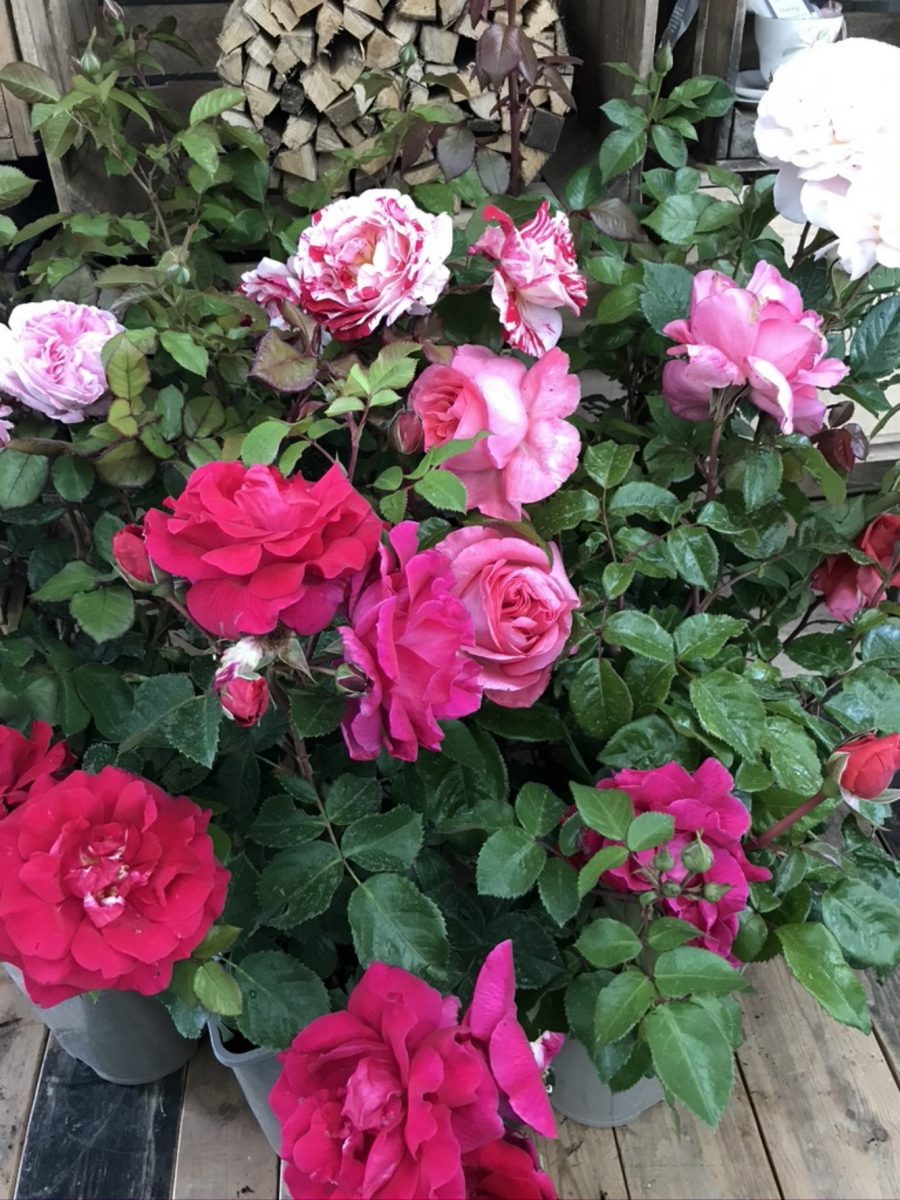 Pink Celebration selection