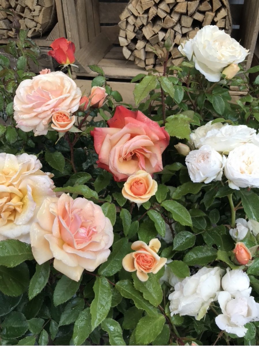 Peaches and Cream selection