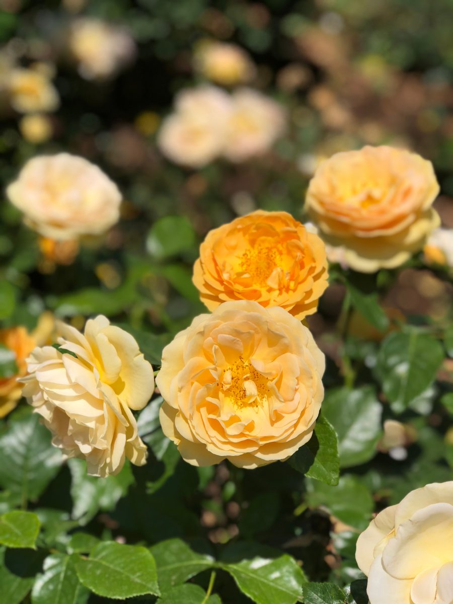 Special Birthday Rose Gift Collection