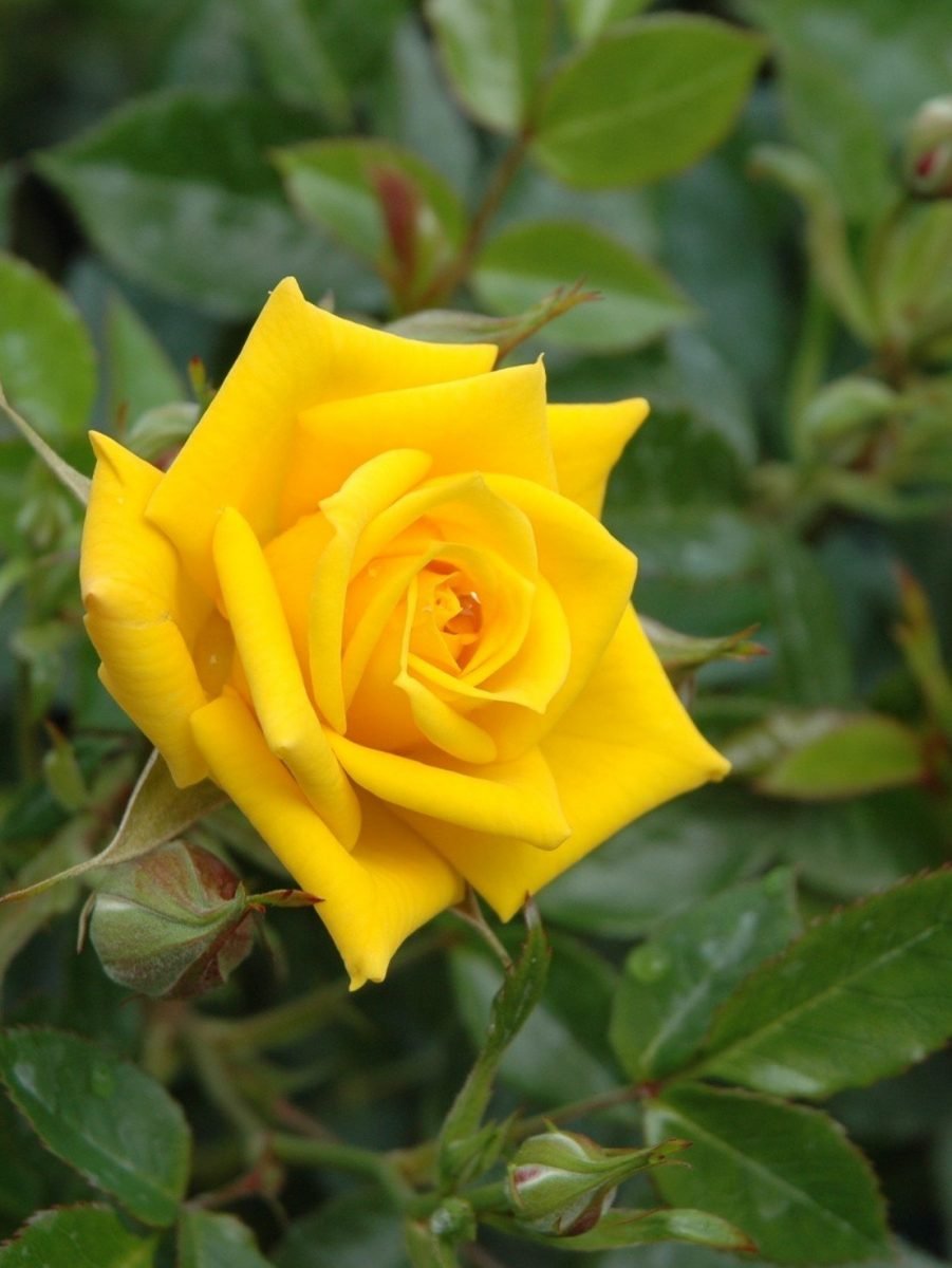 Bright Star Rose
