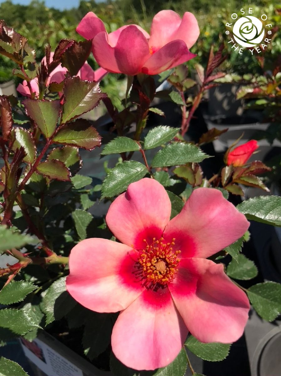 For Your Eyes Only ROTY