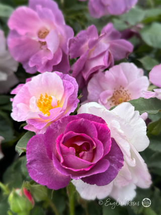 Blue For You Rose (3)