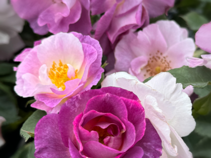 Blue For You Rose Blue For You Rose Image