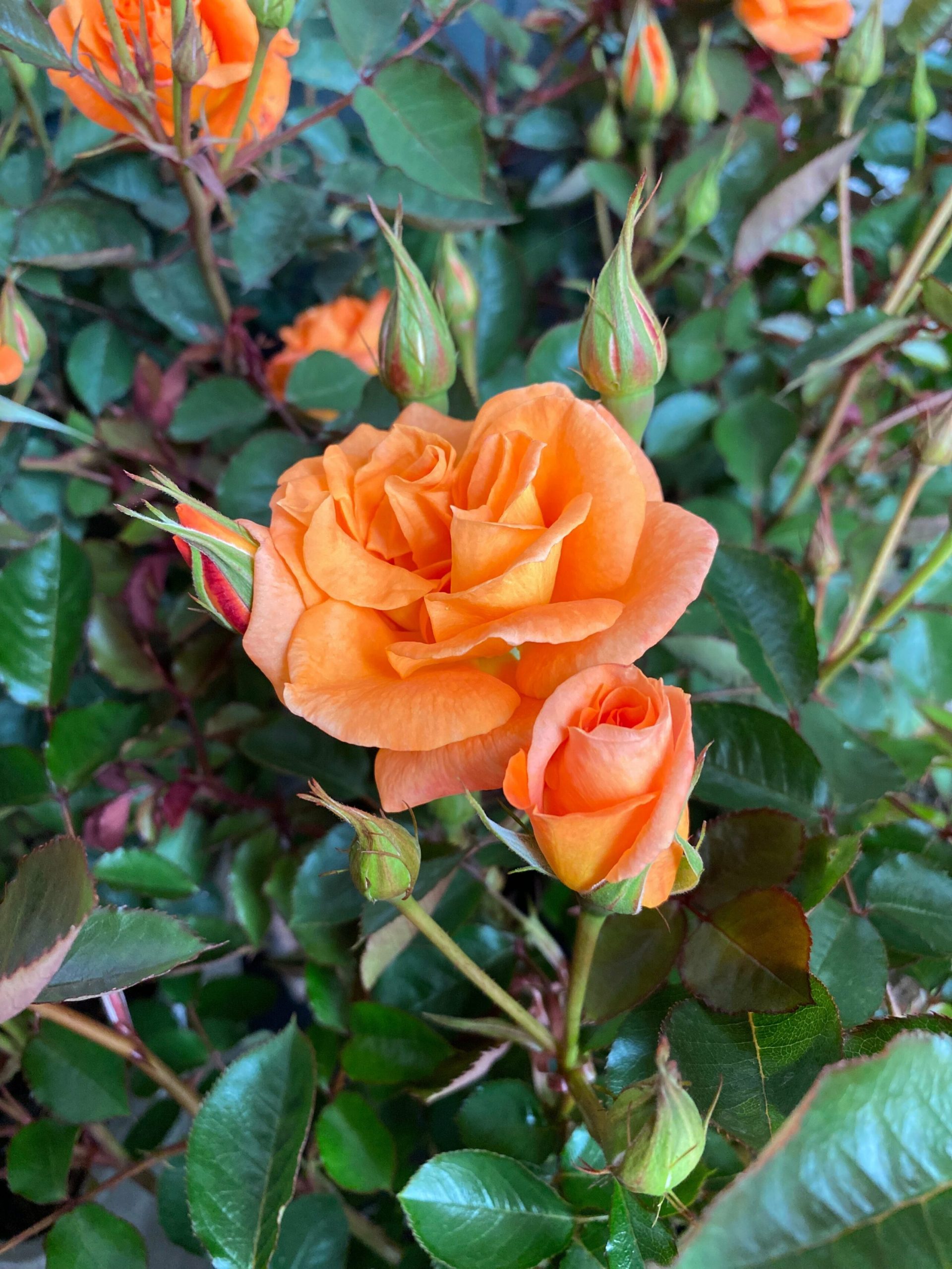 Brilliant sweet dream rose