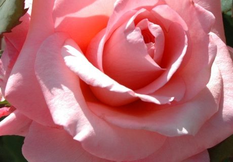 A Rose For Sylvia- English Roses Gift A Rose For Sylvia- English Roses Gift Image