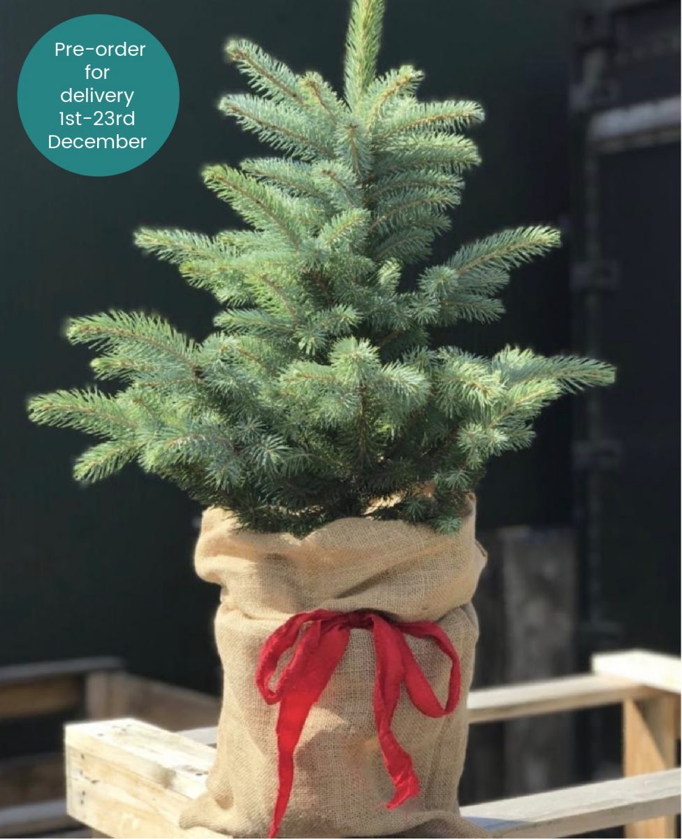 Premium Table Top Christmas Tree