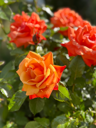 Remember Me Rose Multiple orange blooms - Sunny blooms