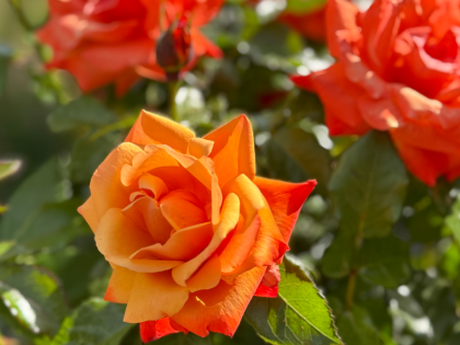 Remember Me Rose - Memory Gift Remember Me Rose - Memory Gift Image