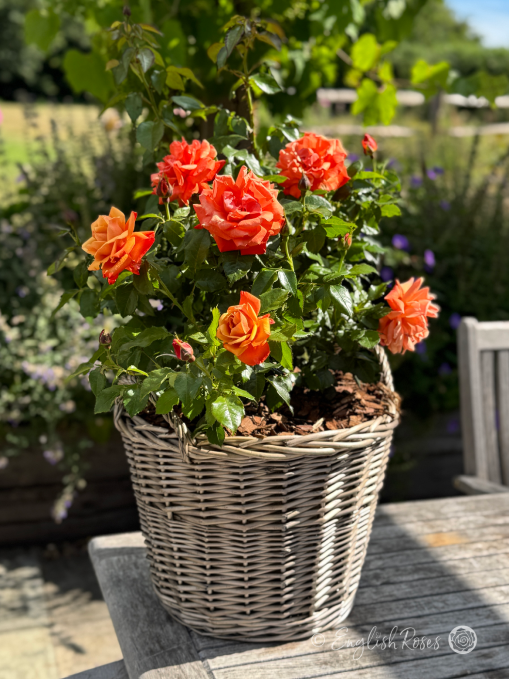 Remember Me Rose Willow Basket Main Image - Orange yellow blooms planted in a patio basket in a sunny garden