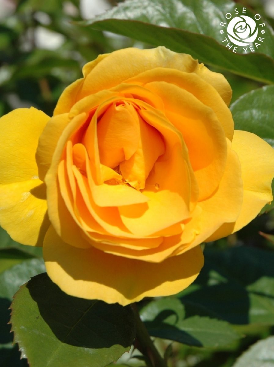 Absolutely Fabulous Rose