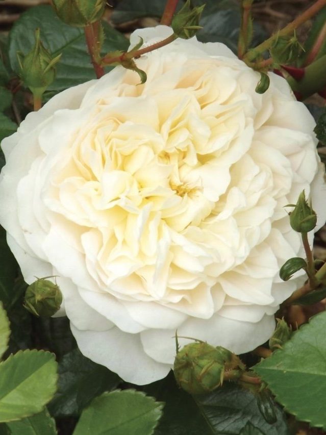 Perpetually Yours Rose