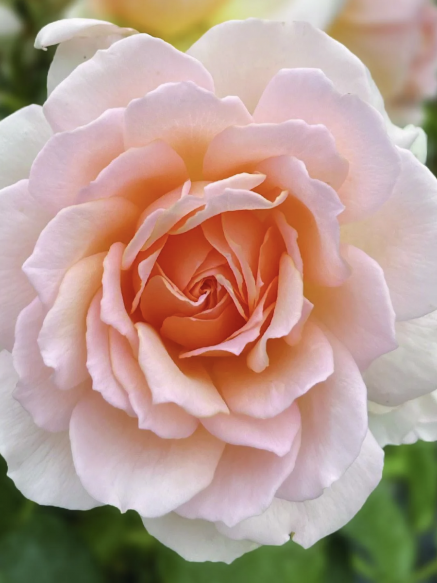 Chandos Beauty Rose