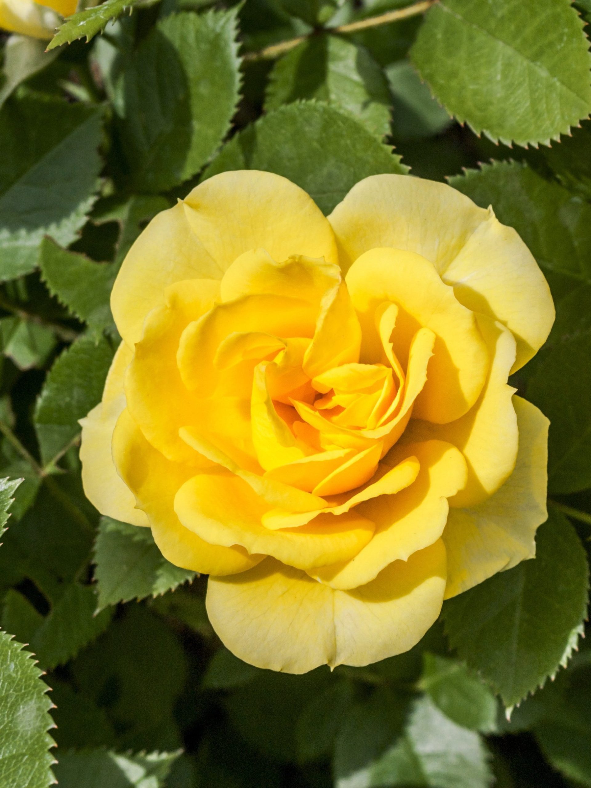 Arthur Bell Rose - Floribunda