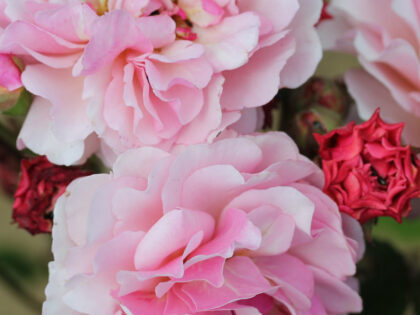 A Rose For Rosemary - English Roses Gift A Rose For Rosemary - English Roses Gift Image