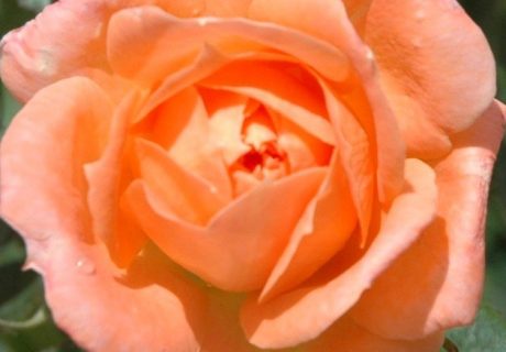 Fond Memories Rose Fond Memories Rose Image