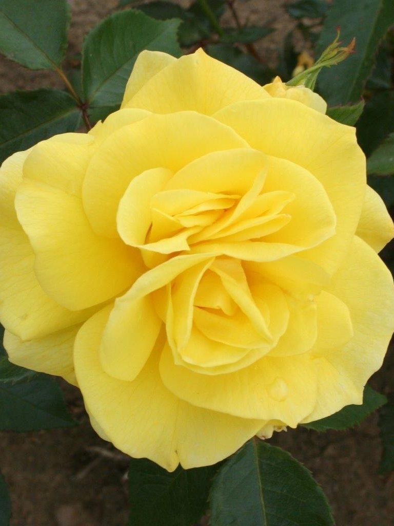 Korresia Rose