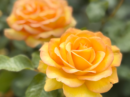 Happy Birthday Rose - 70th Birthday Rose Happy Birthday Rose - 70th Birthday Rose Image