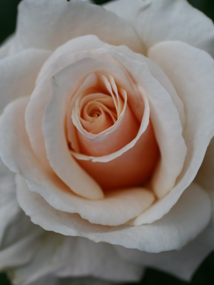 Happy Celebration Rose