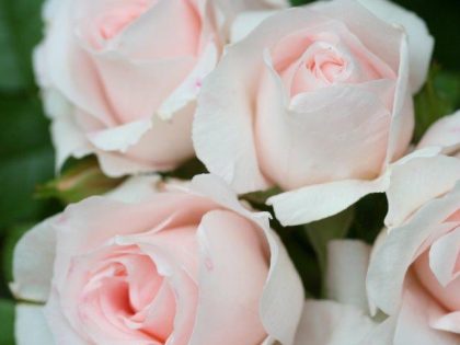 Lovely Bride Rose Lovely Bride Rose Image