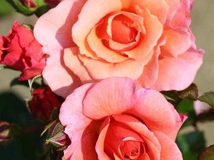 Summer Beauty Rose Summer Beauty Rose Image