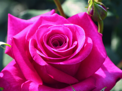 Timeless Charisma Rose Timeless Charisma Rose Image