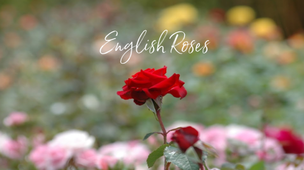 Valentines Gift Ideas : Living Roses