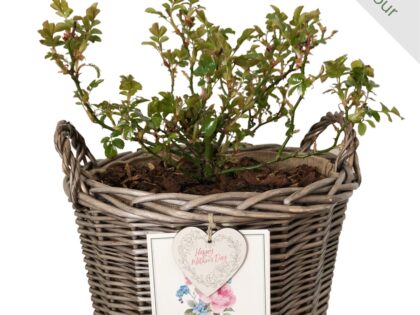 Memorial Rose Gift Planted In Large Willow Basket Memorial Rose Gift Planted In Large Willow Basket Image