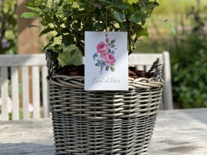 Large Willow Basket - Gift Planted Roses Large Willow Basket - Gift Planted Roses Image