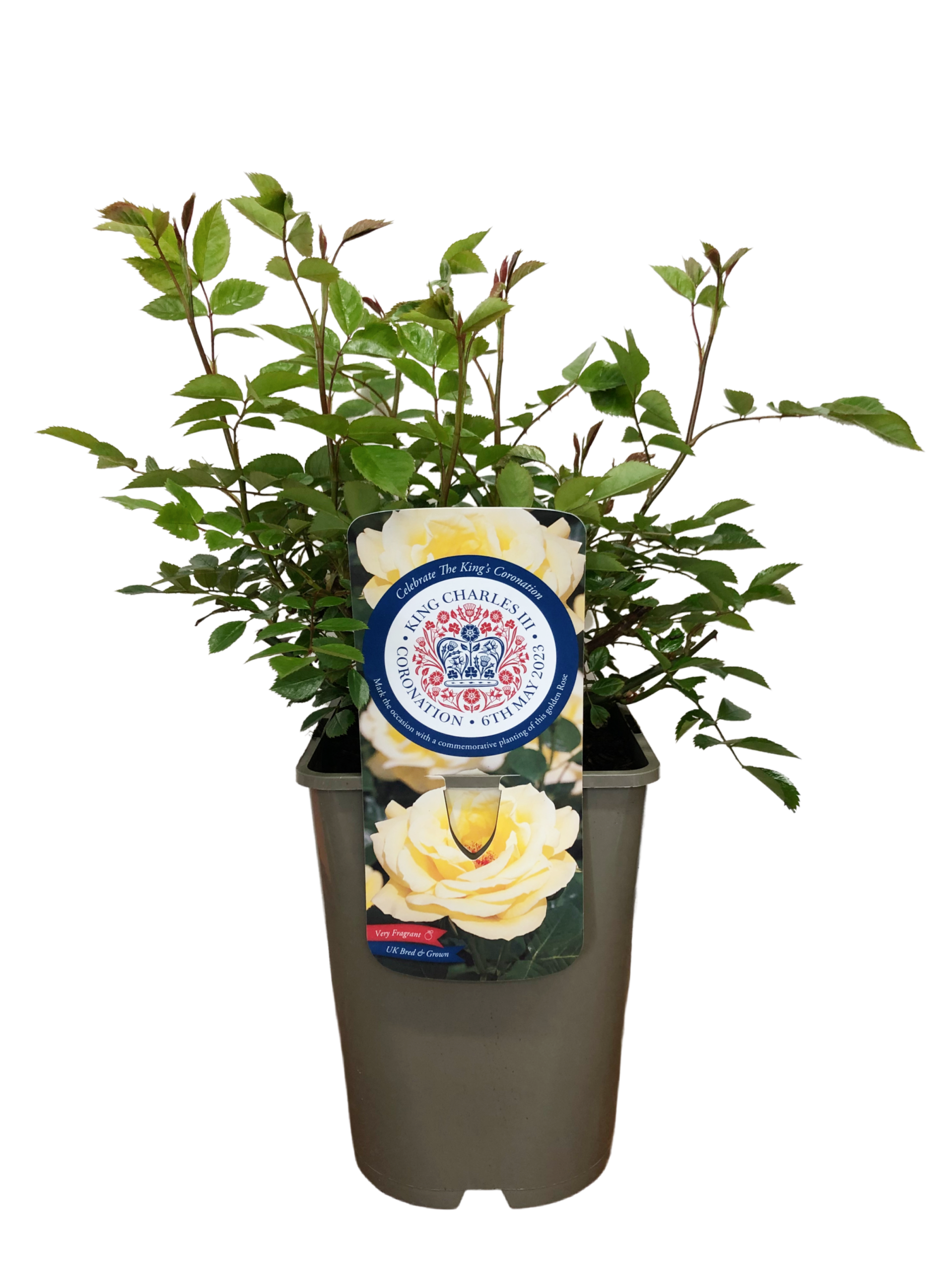 King Charles Coronation rose