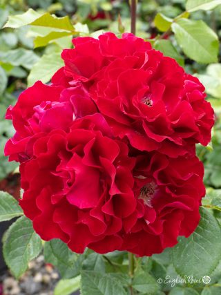 Fab @ 60 Rose (English Roses)