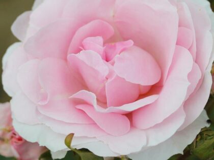 Happy Silver Wedding Rose Happy Silver Wedding Rose Image