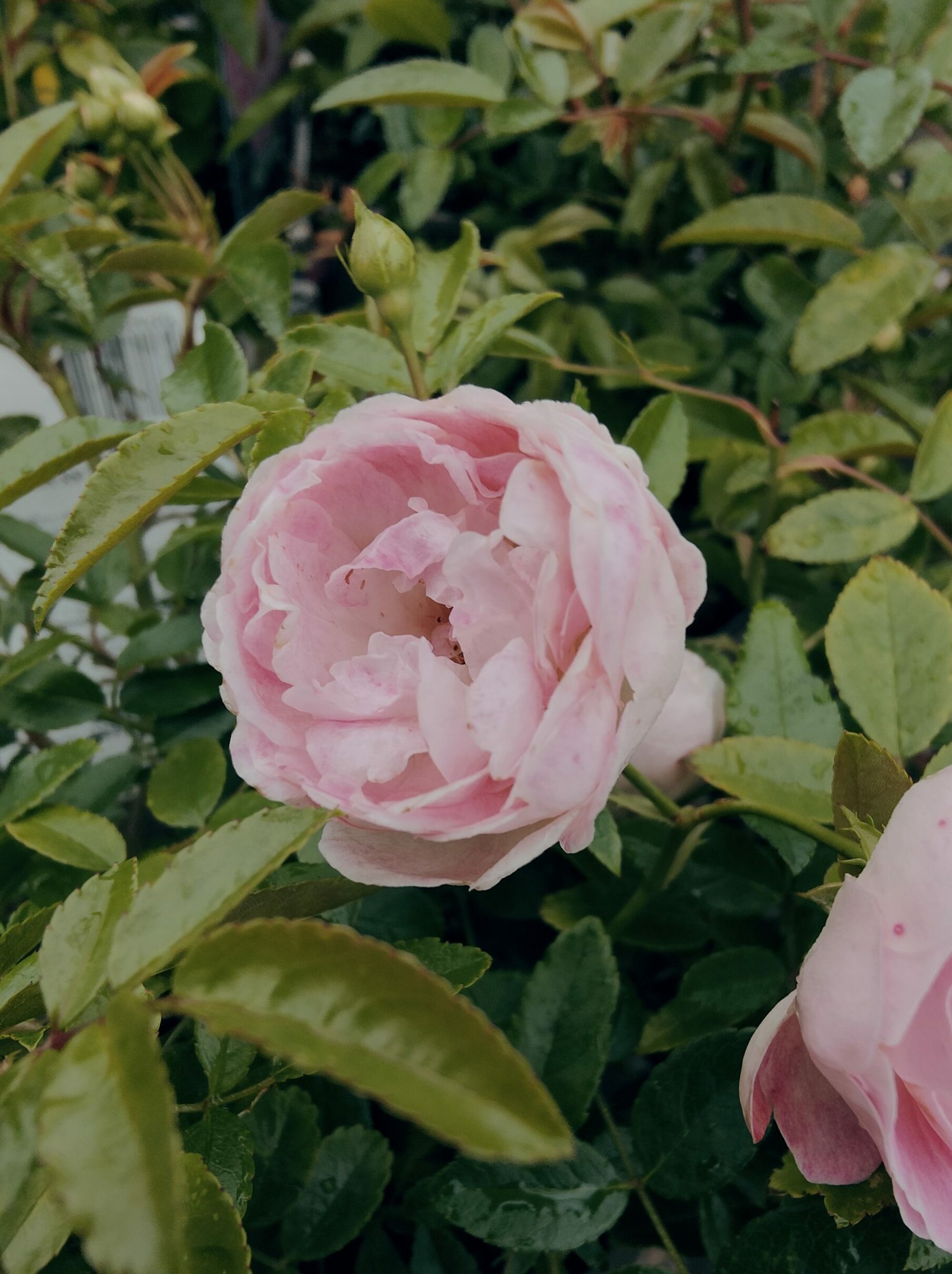 Pearl Anniversary Rose