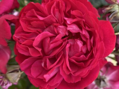 Deep Love Rose Deep Love Rose Image