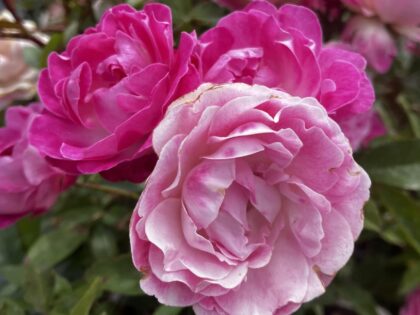 Pearl Anniversary Rose Pearl Anniversary Rose Image