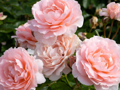 To My Wonderful Wife Rose - Christmas Presents For Wife To My Wonderful Wife Rose - Christmas Presents For Wife Image