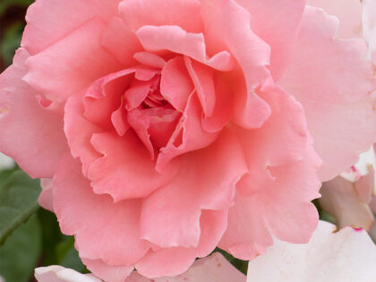 You're Beautiful Rose You're Beautiful Rose Image