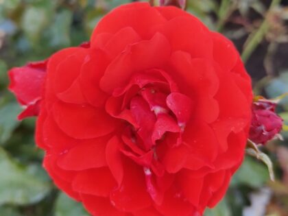 Moment In Time Rose Moment In Time Rose Image