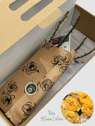 Belle de jour Rose bare root (1)