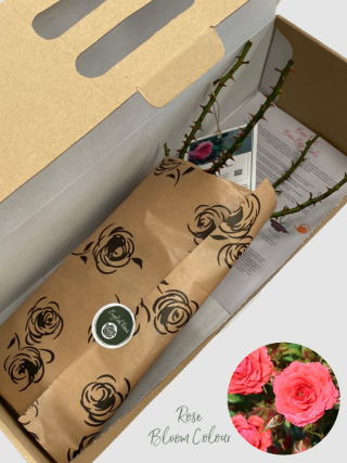 Birthday wishes Rose bare root