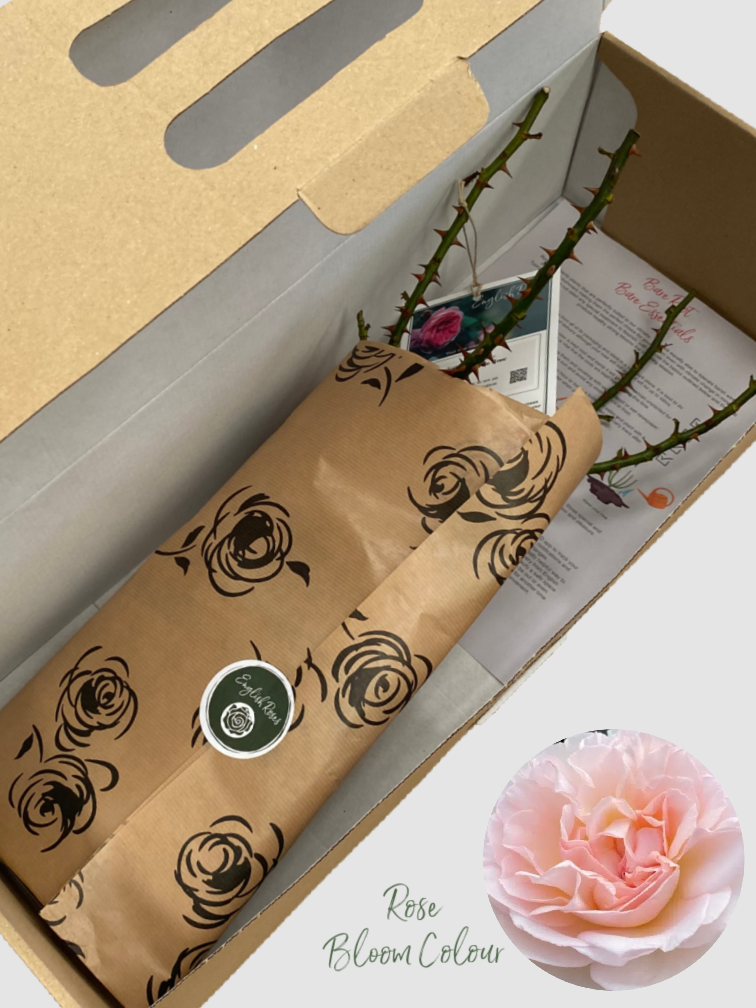 Bliss Rose bare root (1)