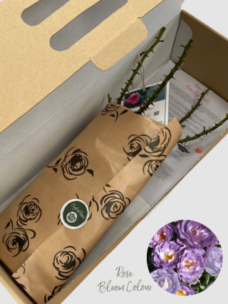 Blue for you Rose bare root (1)